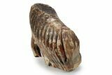 Woolly Mammoth Lower M Molar - North Sea Deposits #357022-3